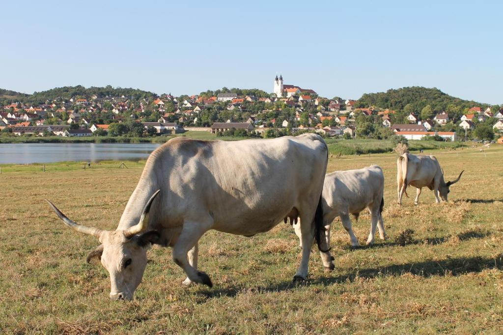 Napkelte Apartman Tihany Exteriér fotografie